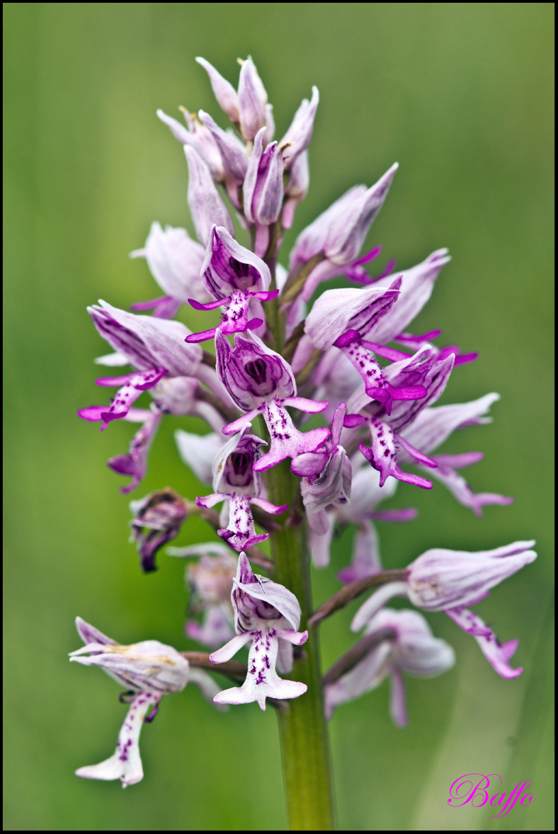 Orchis militaris / Orchidea militare